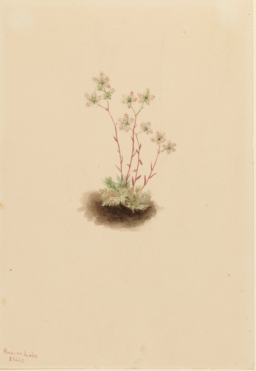 Spotted Saxifrage Saxifraga bronchialis, 1903. de Mary Vaux Walcott
