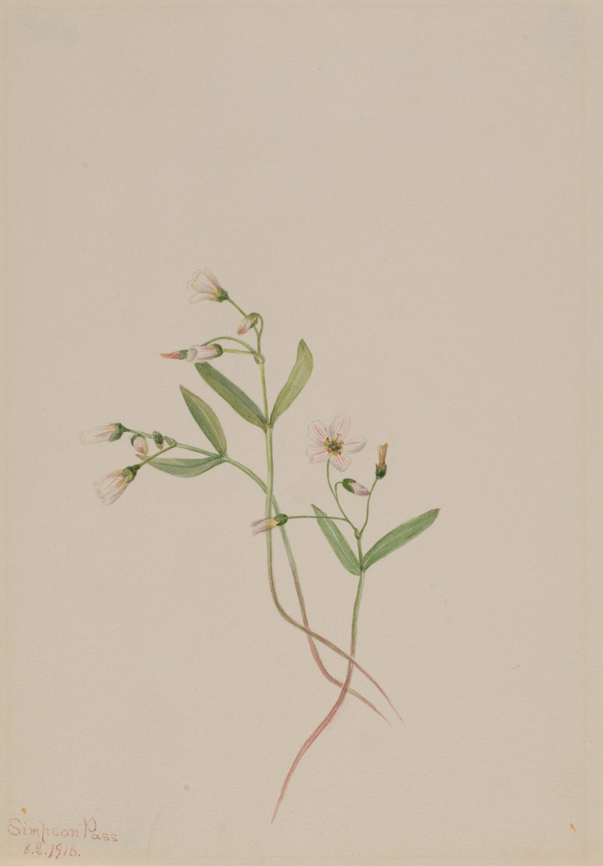 Beleza da primavera (Claytonia lanceolata) de Mary Vaux Walcott