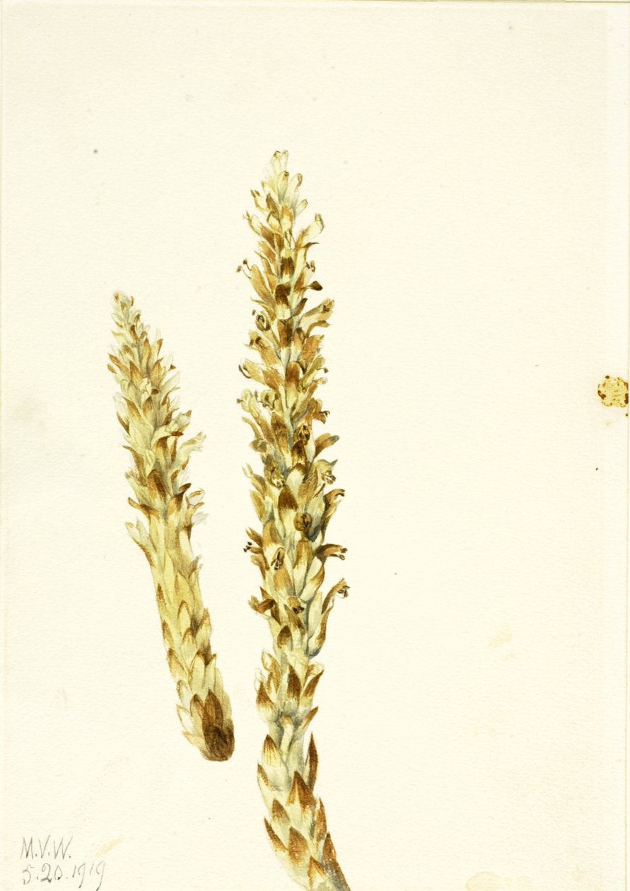 Squawroot Conopholis americana, 1919. de Mary Vaux Walcott