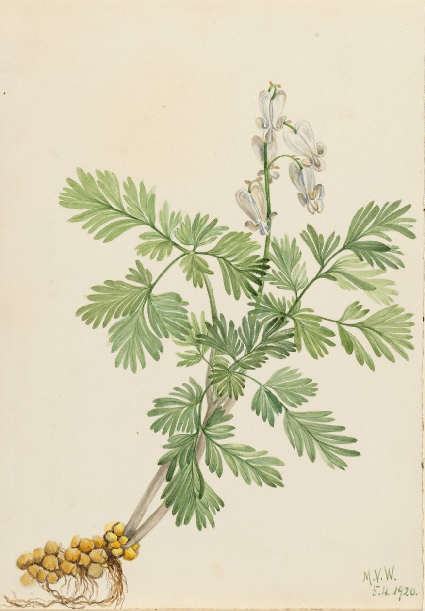 Milho de esquilo (Bikukulla canadensis) de Mary Vaux Walcott
