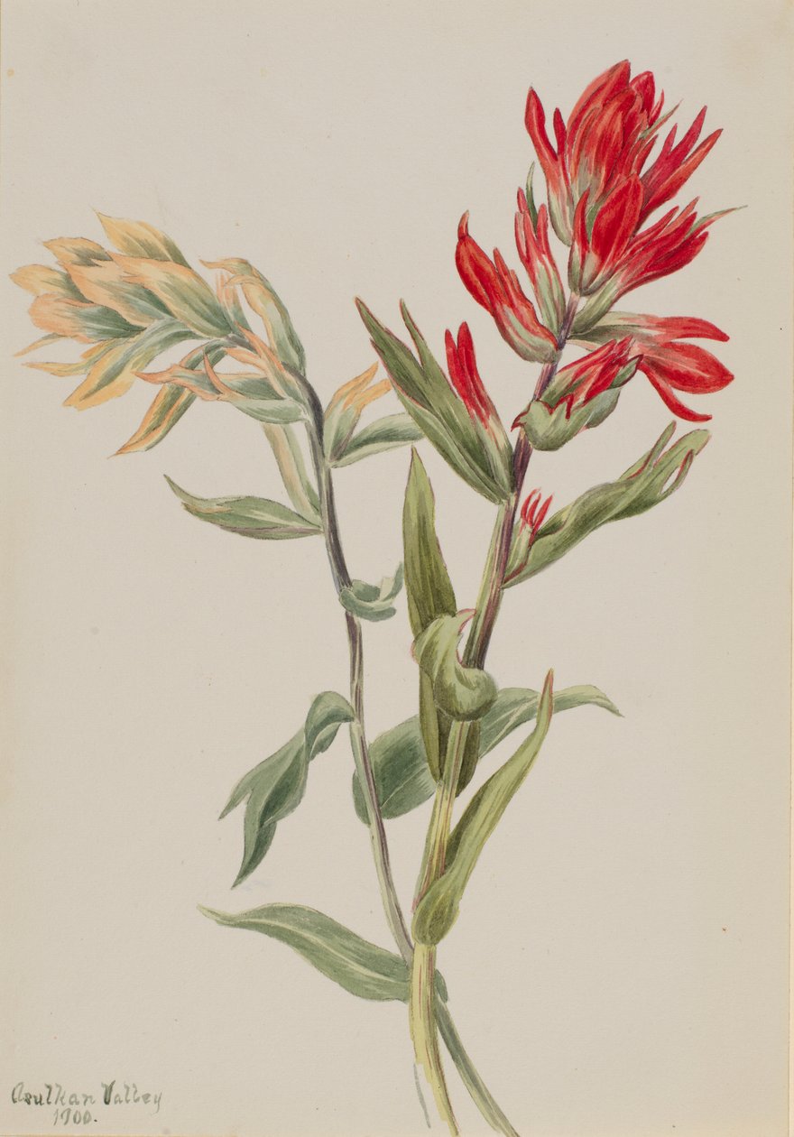 Stachys palustria de Mary Vaux Walcott