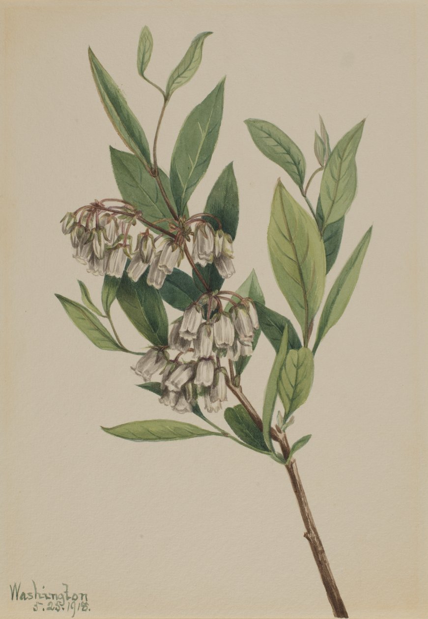 Stagger-Bush Pieris mariana, 1918. de Mary Vaux Walcott