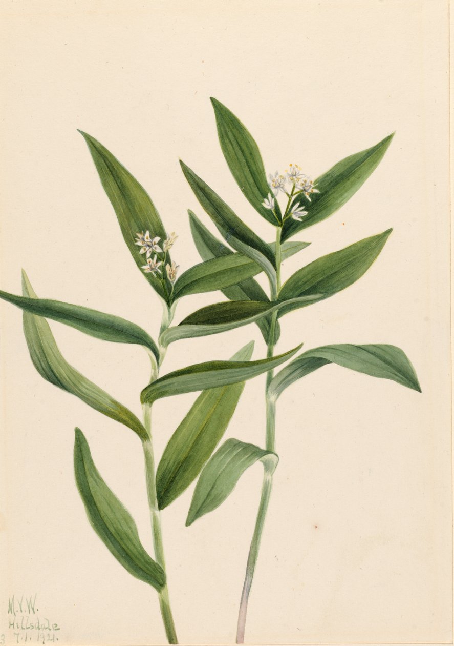 Estrela Solomonplume Vagnera stellata, 1921. de Mary Vaux Walcott