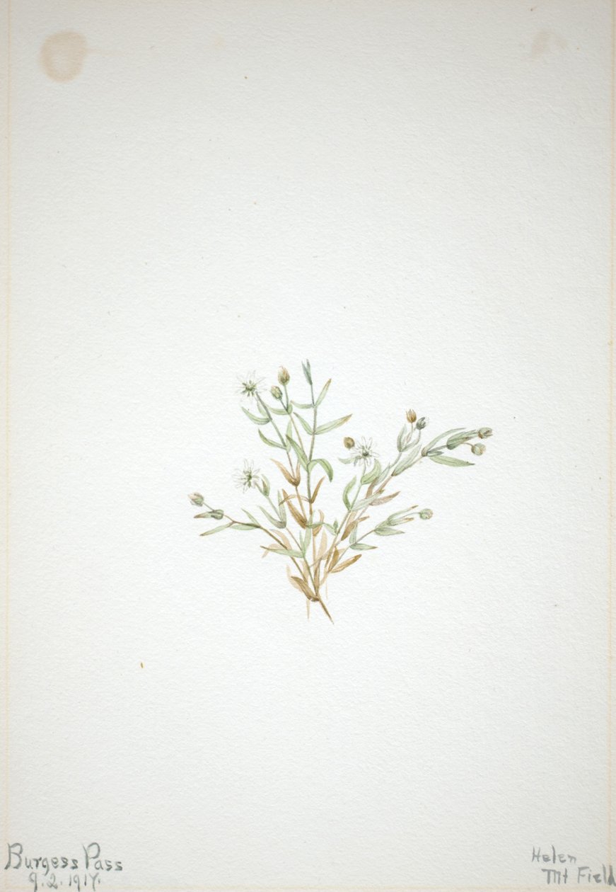 Stelleria leata de Mary Vaux Walcott