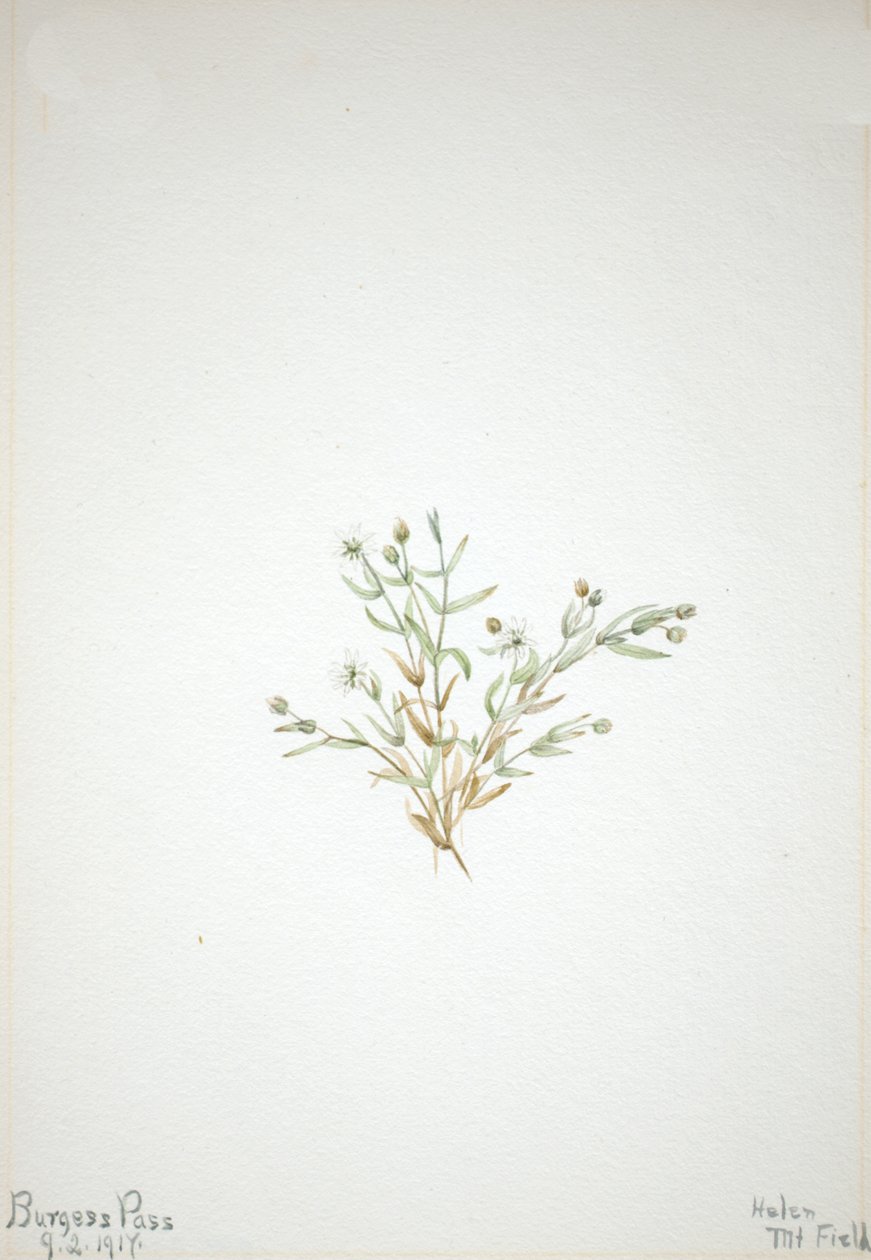 Stelleria leata, 1917. de Mary Vaux Walcott