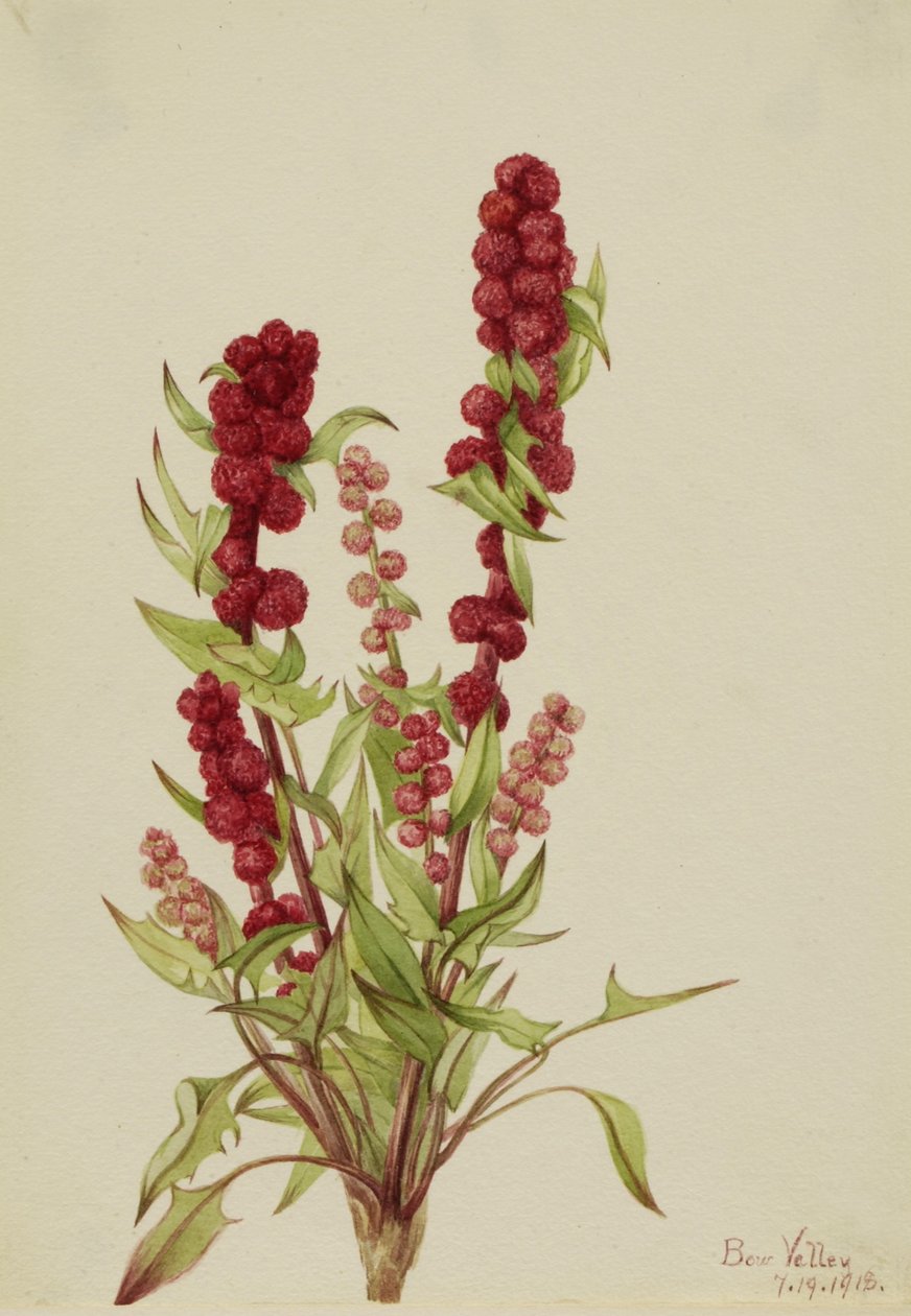 Morango-branco (Chenopodium capitatum) de Mary Vaux Walcott