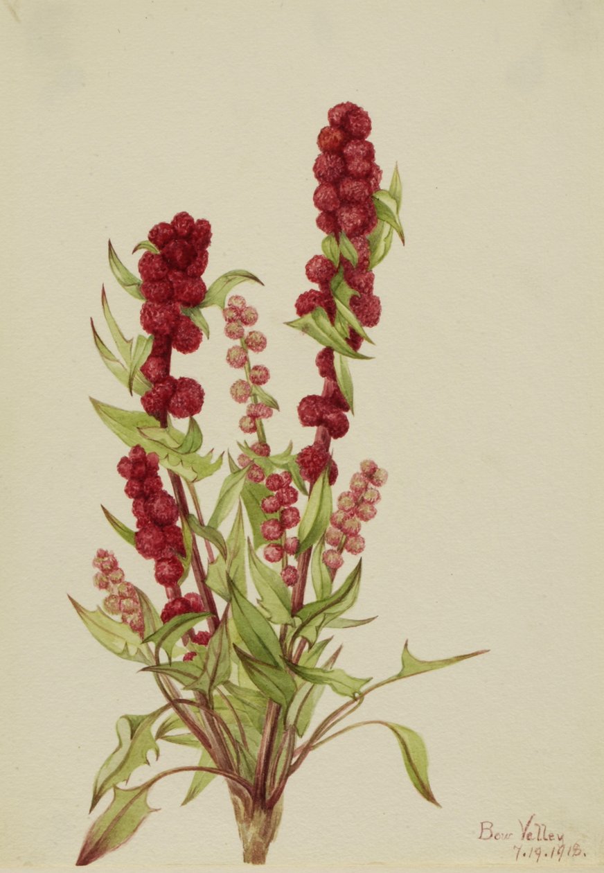 Strawberry-Blite Chenopodium capitatum, 1918. de Mary Vaux Walcott