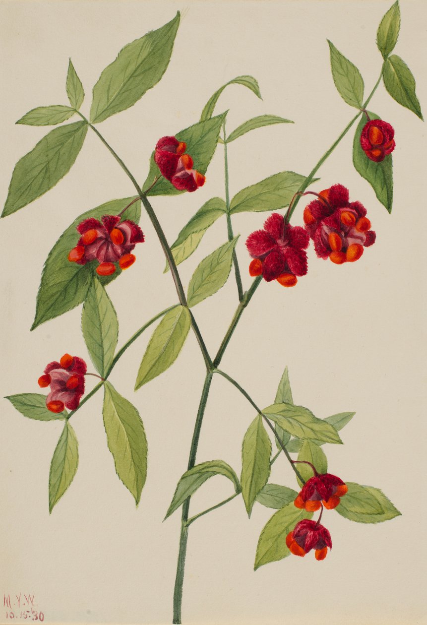 Arbusto de morango - "Corações cheios de amor" (Euonymus Americanus) de Mary Vaux Walcott