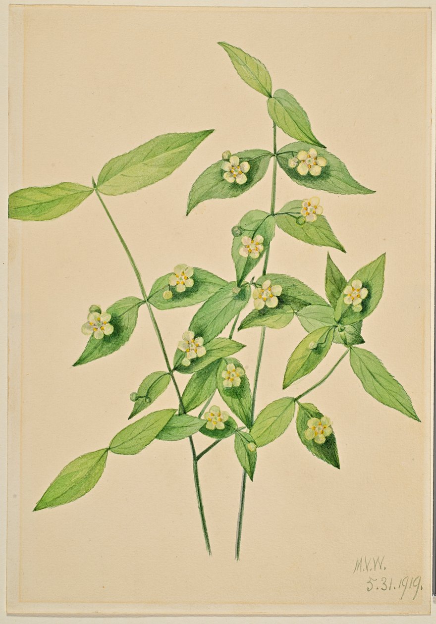 Morangueiro (Euonymus americanus) de Mary Vaux Walcott