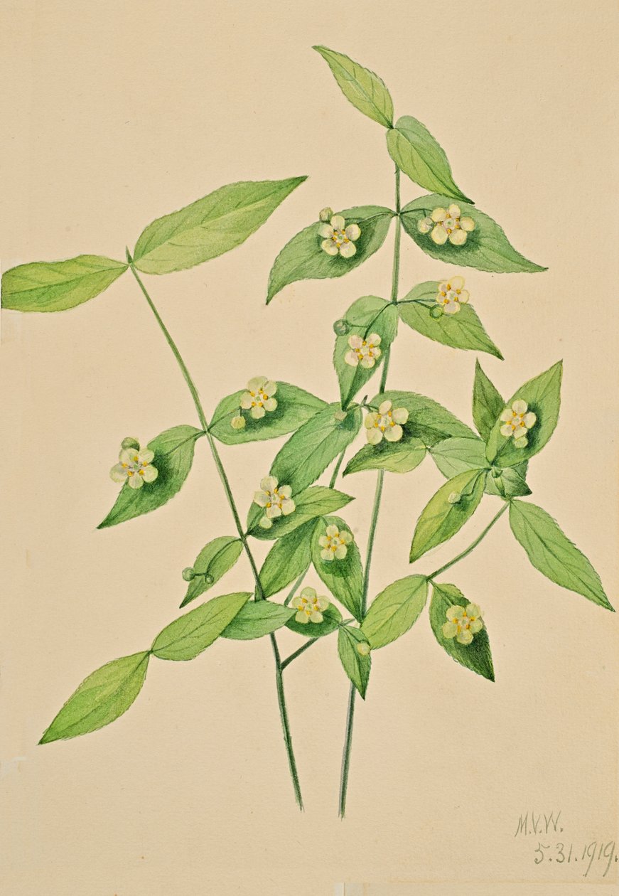 Strawberry Bush Euonymus americanus, 1919. de Mary Vaux Walcott