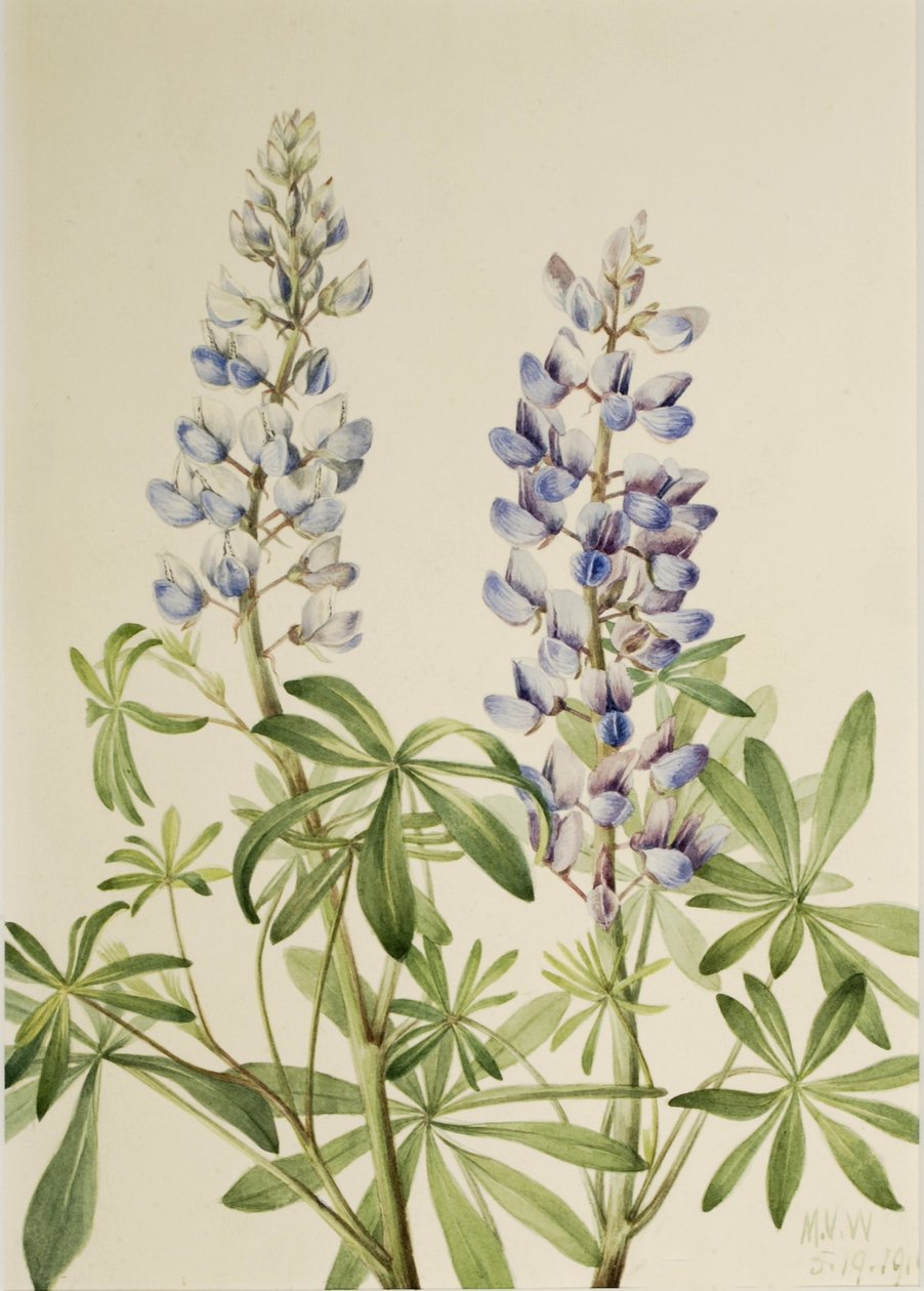 Tremoço de marcação solar (Lupinus perennis) de Mary Vaux Walcott