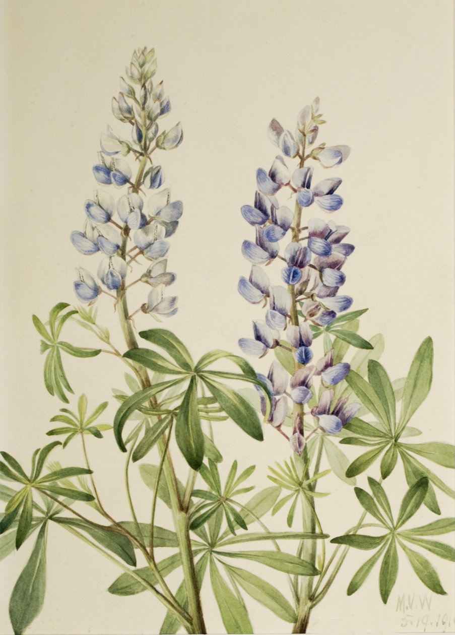 Sun Dial Lupine Lupinus perennis, 1919. de Mary Vaux Walcott