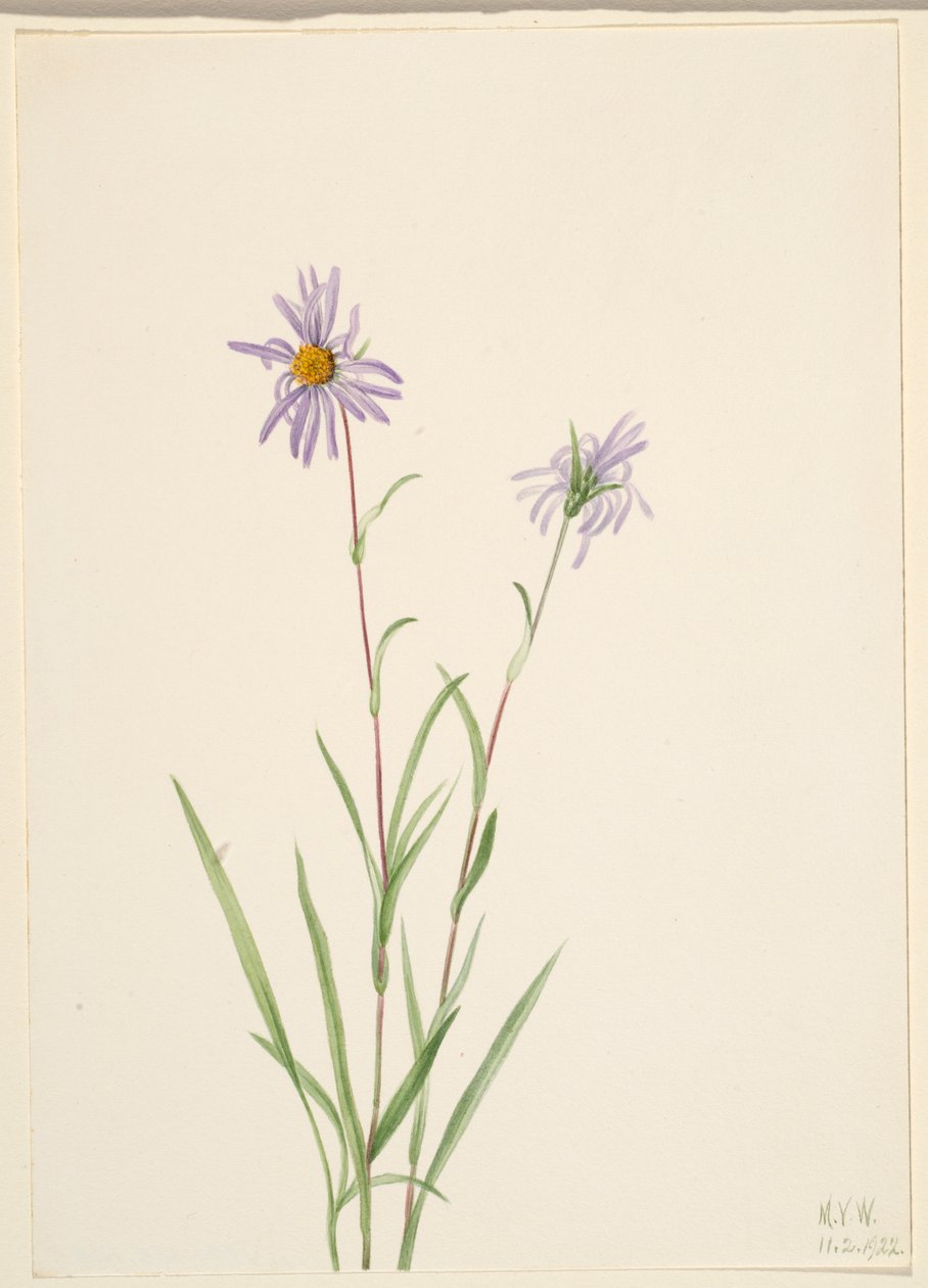 Aster do pântano (Aster paludosus) de Mary Vaux Walcott