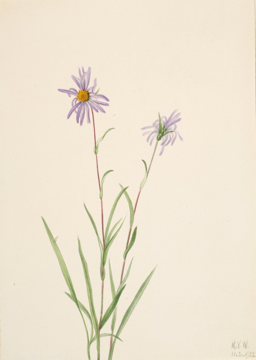 Aster Aster Paludosus do Pântano, 1922. de Mary Vaux Walcott