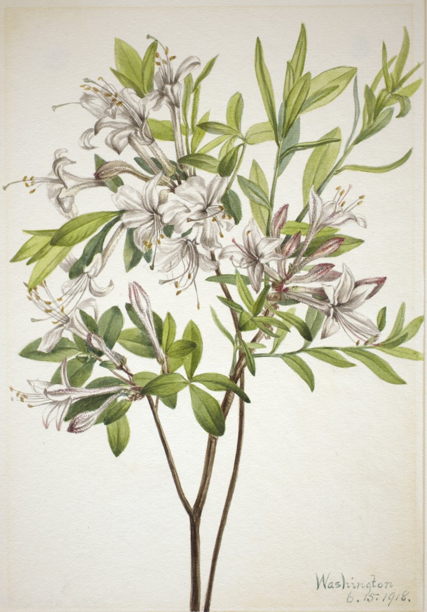 Azálea do pântano (Azalea viscosa) de Mary Vaux Walcott