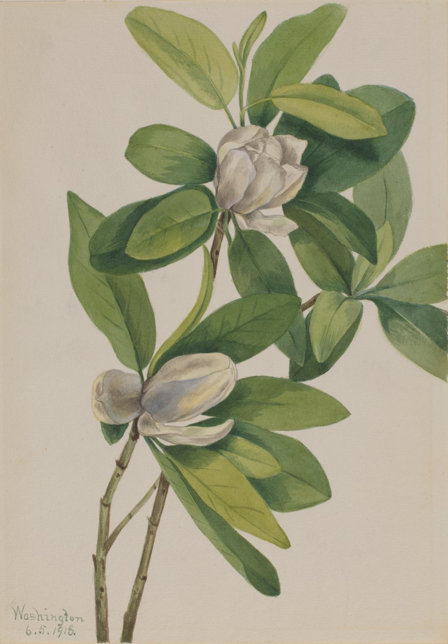 Pântano Magnólia Magnólia virginiana, 1918. de Mary Vaux Walcott