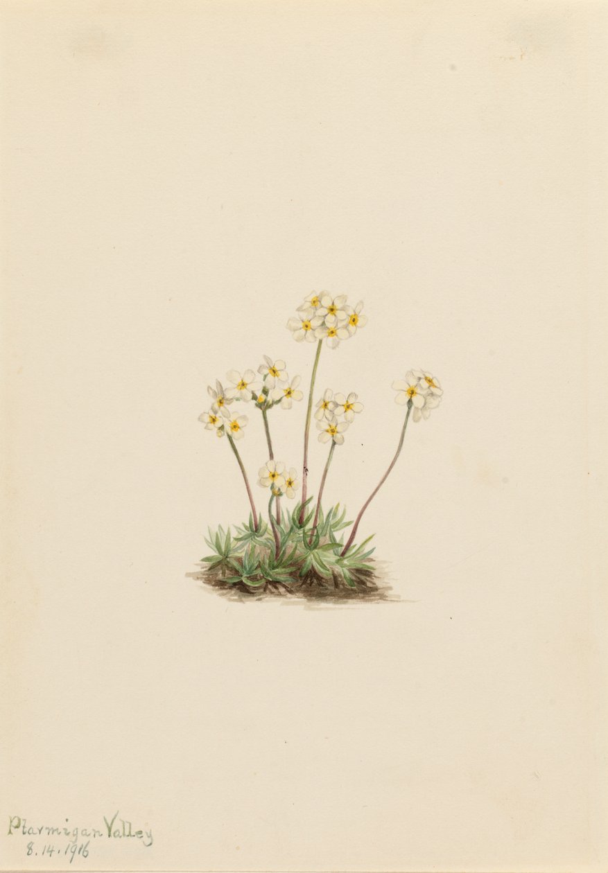 Doce Androsace Androsace carinata, 1916. de Mary Vaux Walcott