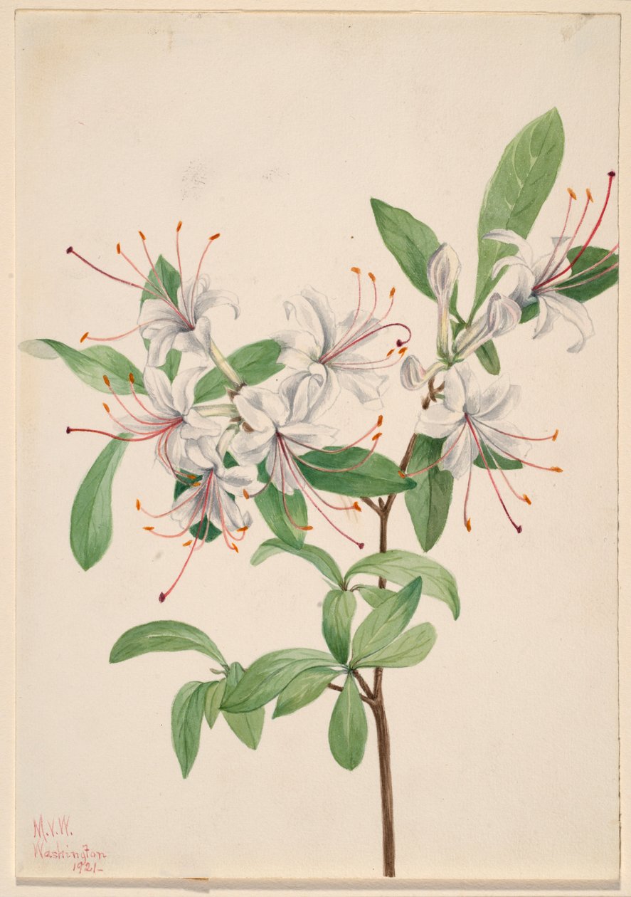 Azálea doce (Azalea arborescens) de Mary Vaux Walcott