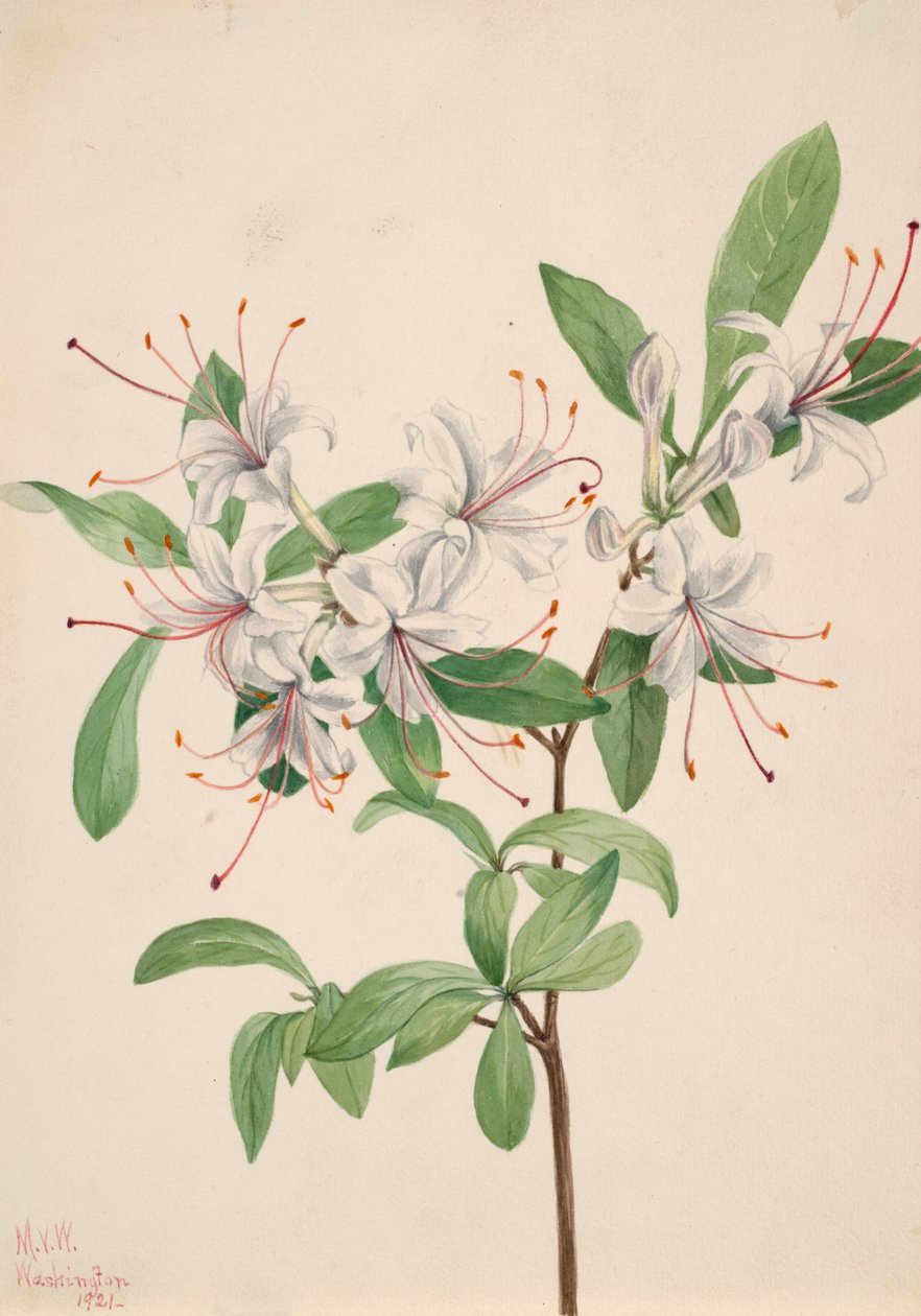 Doce Azalea Azalea arborescens, 1921. de Mary Vaux Walcott