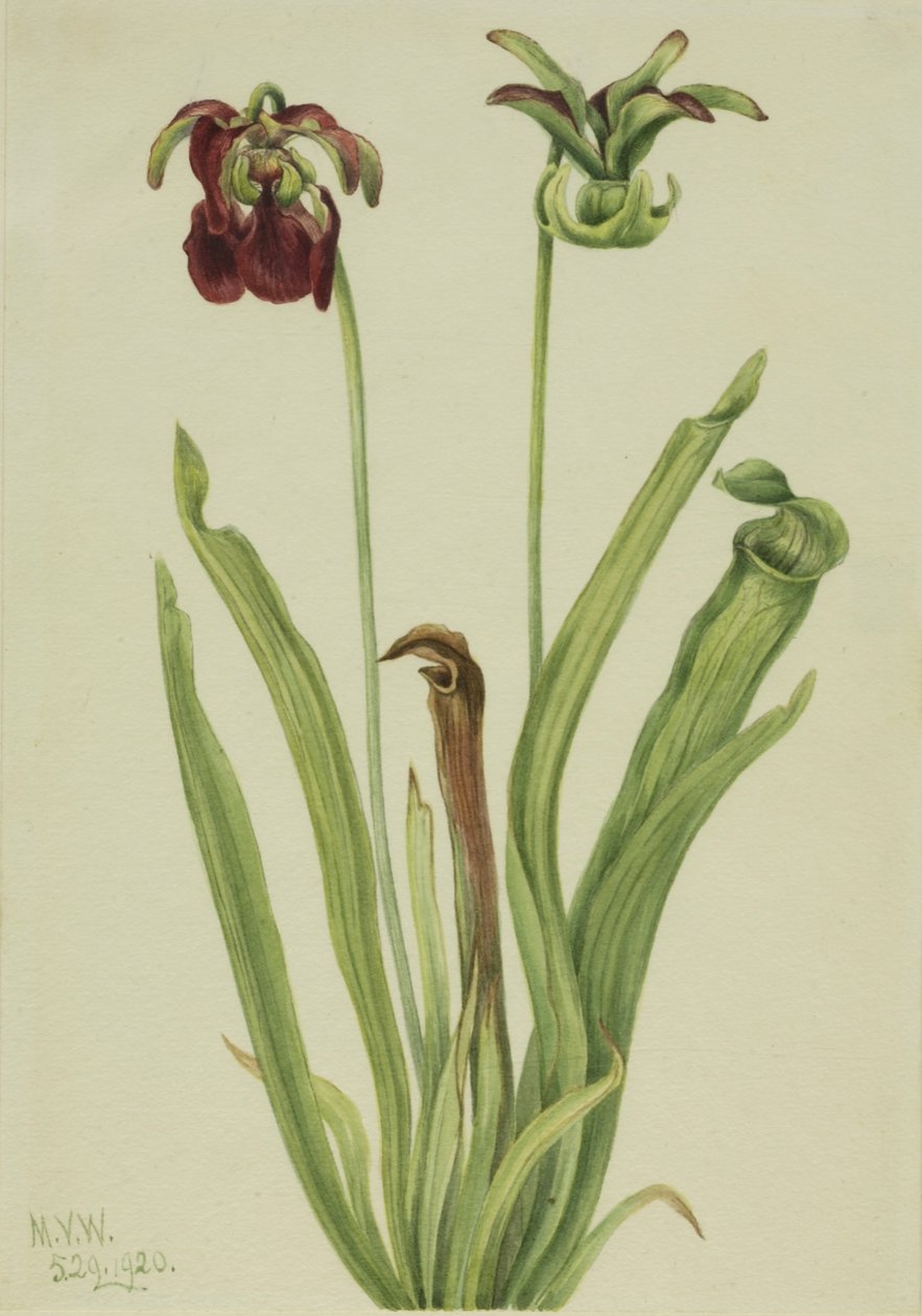 Planta de jarro doce (Sarracenia rubra) de Mary Vaux Walcott