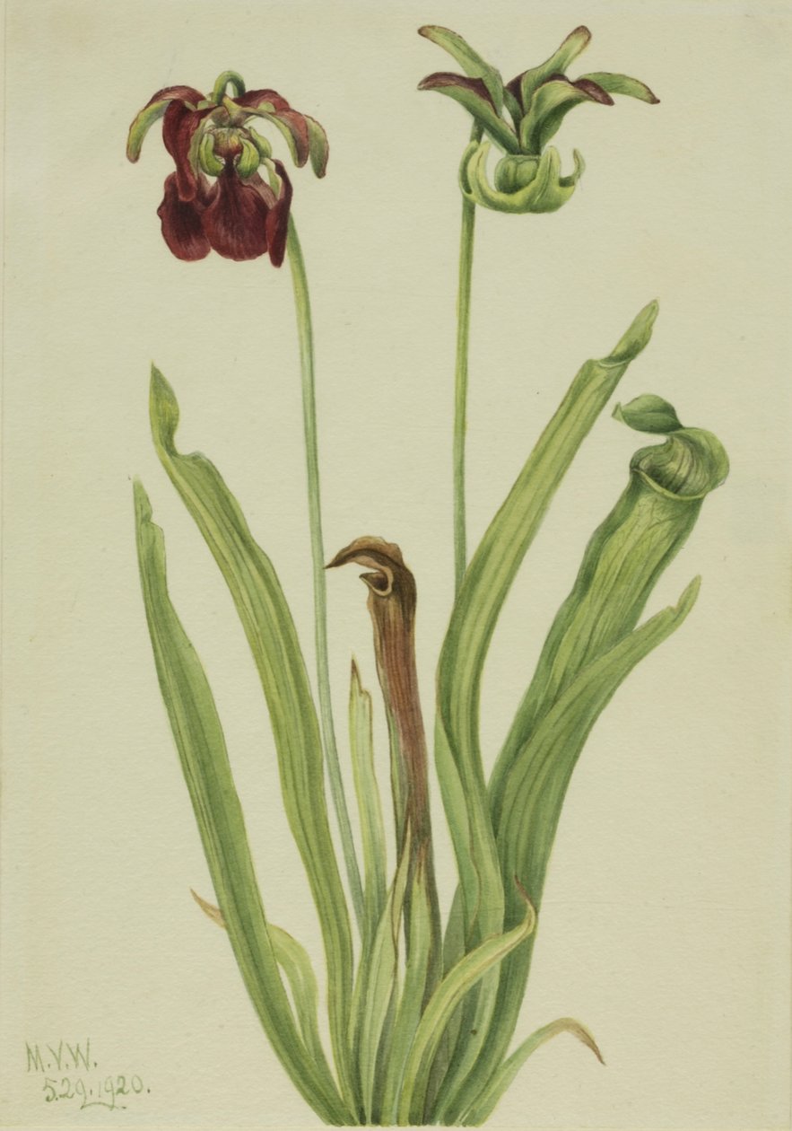 Sarracenia rubra, 1920. de Mary Vaux Walcott