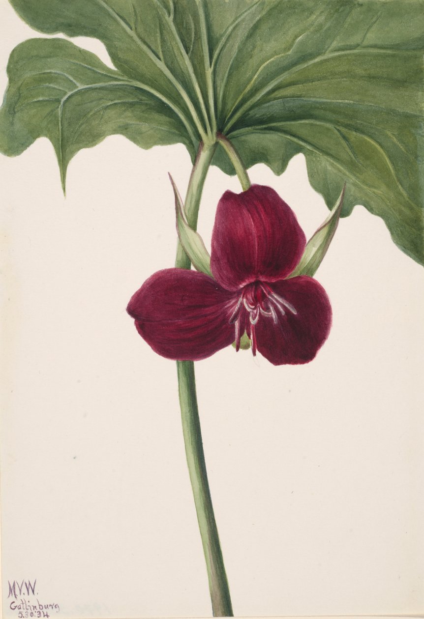 Sweet Trillium Trillium vasyi, 1934. de Mary Vaux Walcott