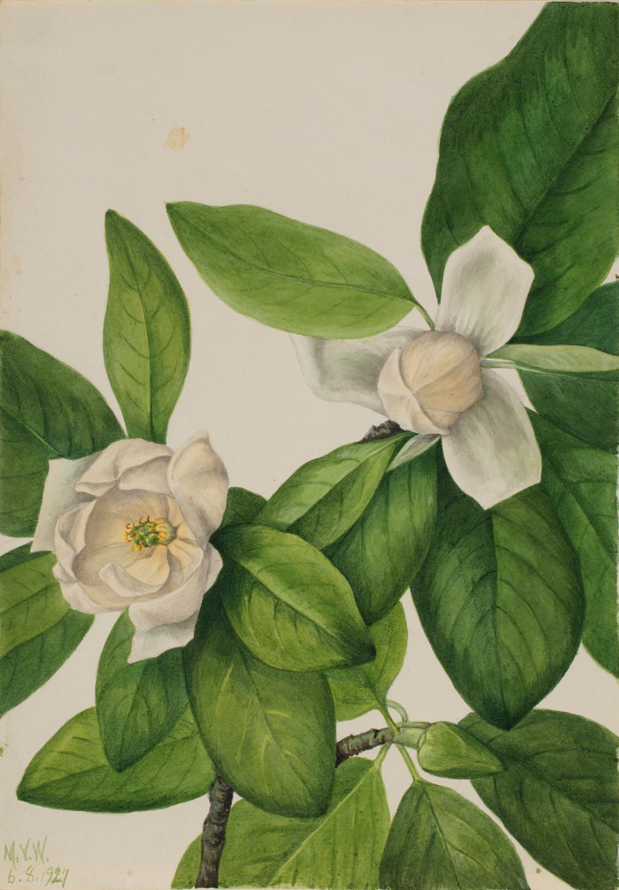 Sweetbay (Magnolia virginiana) de Mary Vaux Walcott