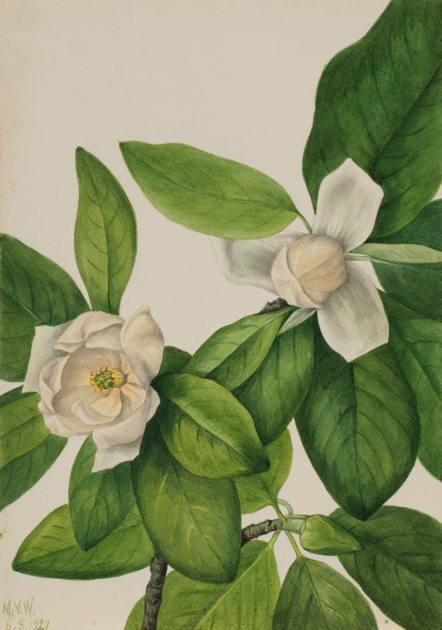 Sweetbay Magnolia virginiana, 1927. de Mary Vaux Walcott