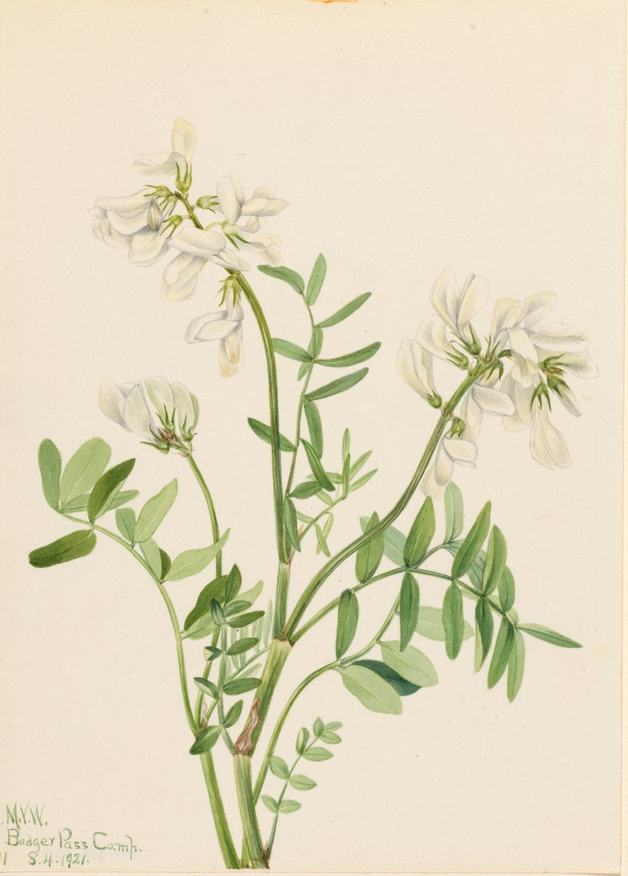 Ervilhaca (Hedysarum mackenzii) de Mary Vaux Walcott