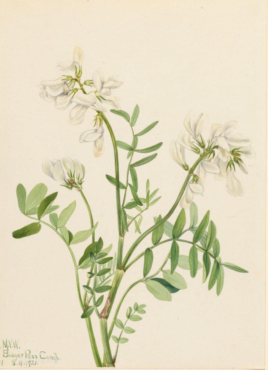 Sweetvetch Hedysarum mackenzii, 1921. de Mary Vaux Walcott