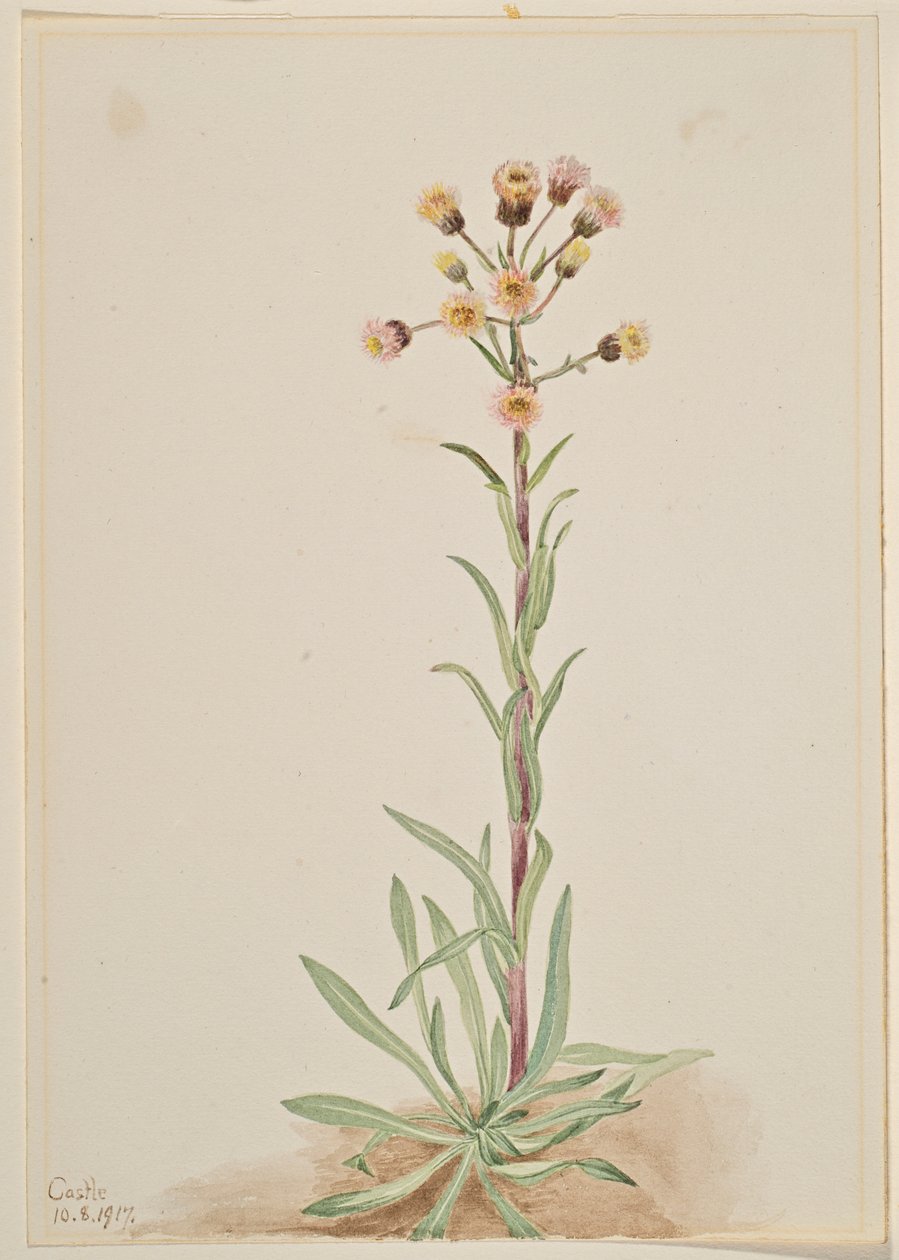 Erva-doce alta (Erigeron acris) de Mary Vaux Walcott