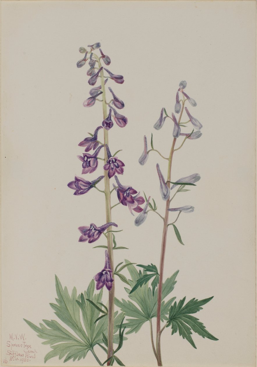 Larkspur alto (Delphinium elongatum) de Mary Vaux Walcott