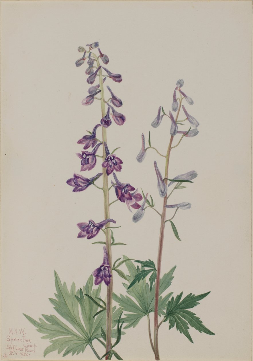 Alto Larkspur Delphinium elongatum, 1920. de Mary Vaux Walcott