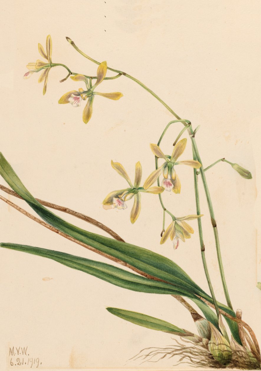 Epidendrum tampense Tampa, 1919 de Mary Vaux Walcott