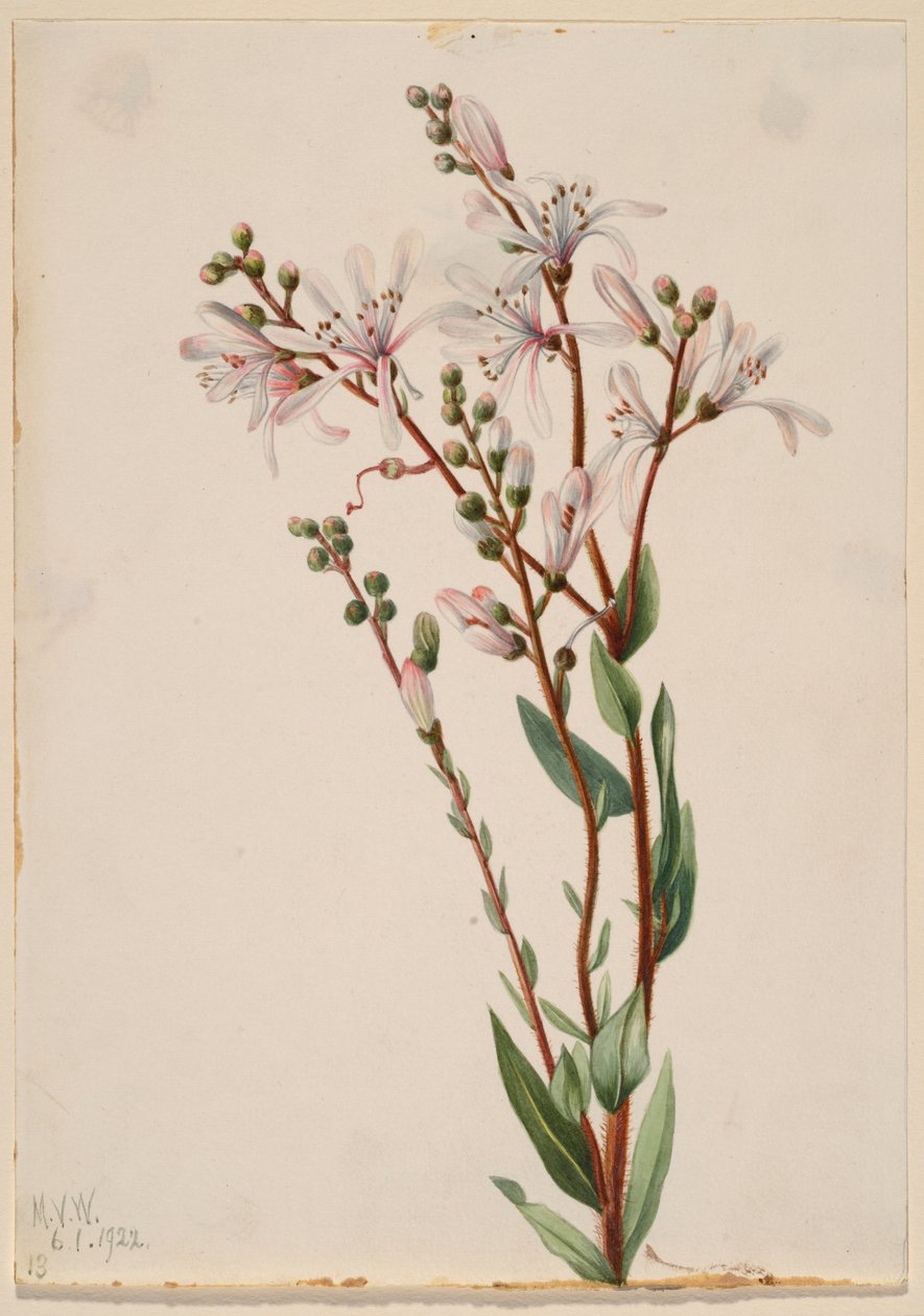 Flor de alcatrão (Befaria racemosa) de Mary Vaux Walcott