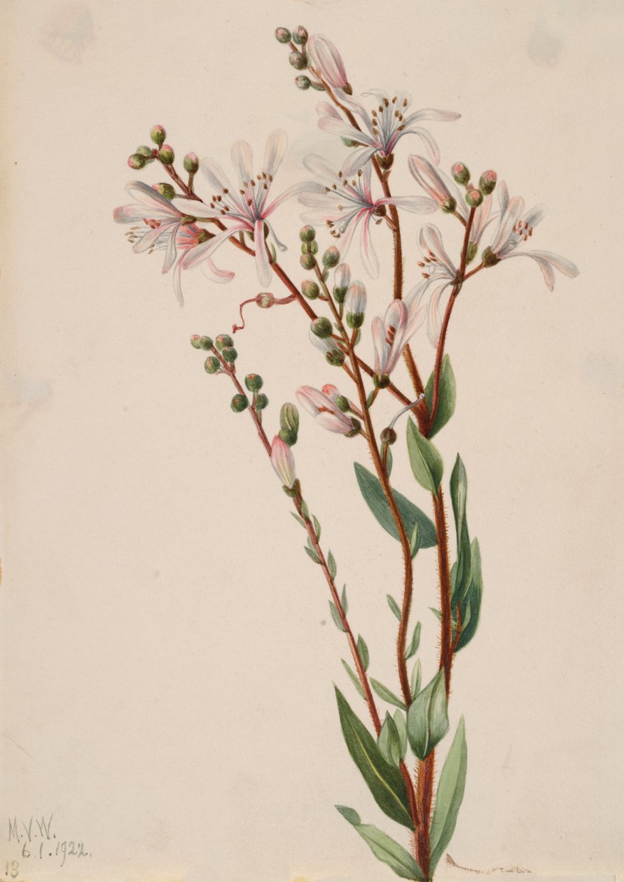 Tarflower Befaria racemosa, 1922. de Mary Vaux Walcott