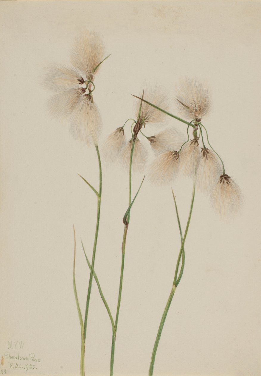 Erva-de-são-joão (Eriophorum angustifolium) de Mary Vaux Walcott