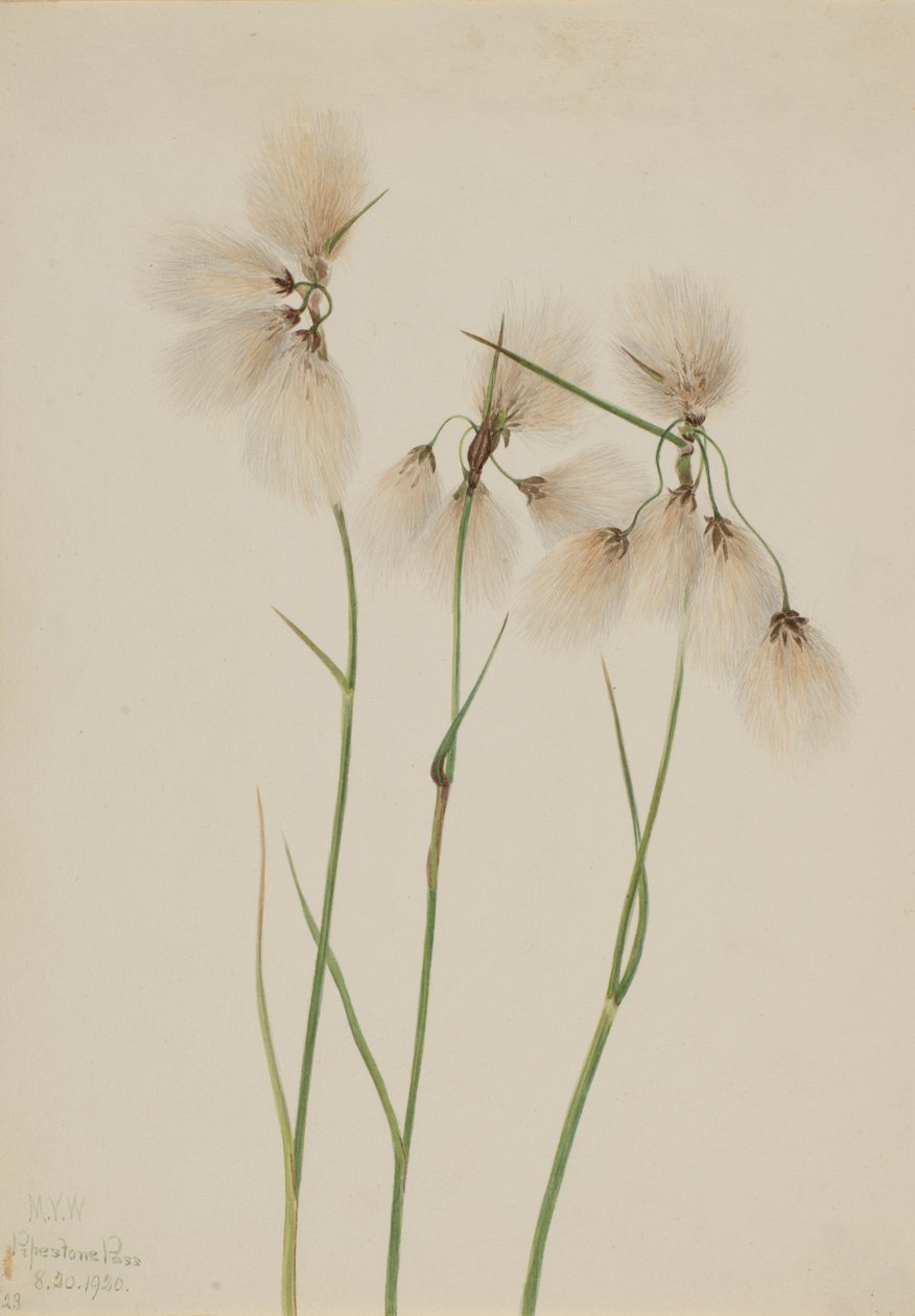 Tassel Cottongrass Eriophorum angustifolium, 1920. de Mary Vaux Walcott