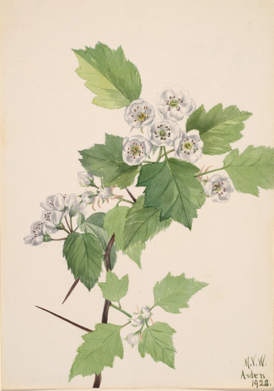 Thicket Hawthorn Crataegus coccinea, 1922. de Mary Vaux Walcott