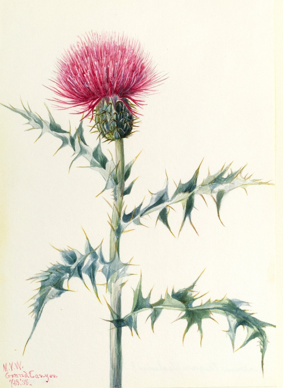 Cardo (Cirsium arizonica) de Mary Vaux Walcott