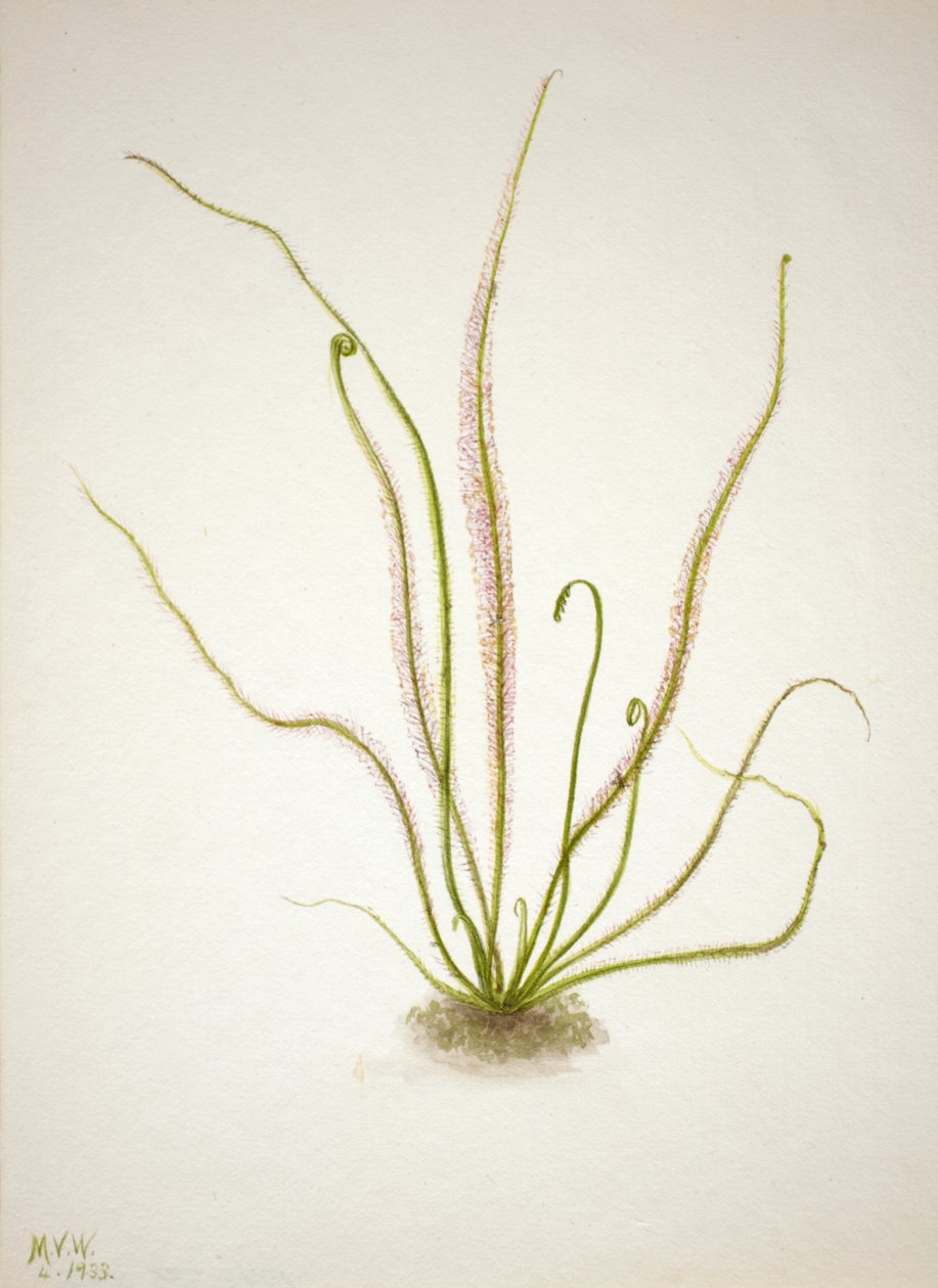 Thread Leaf Sundew Drosera rotundifolia, 1933. de Mary Vaux Walcott