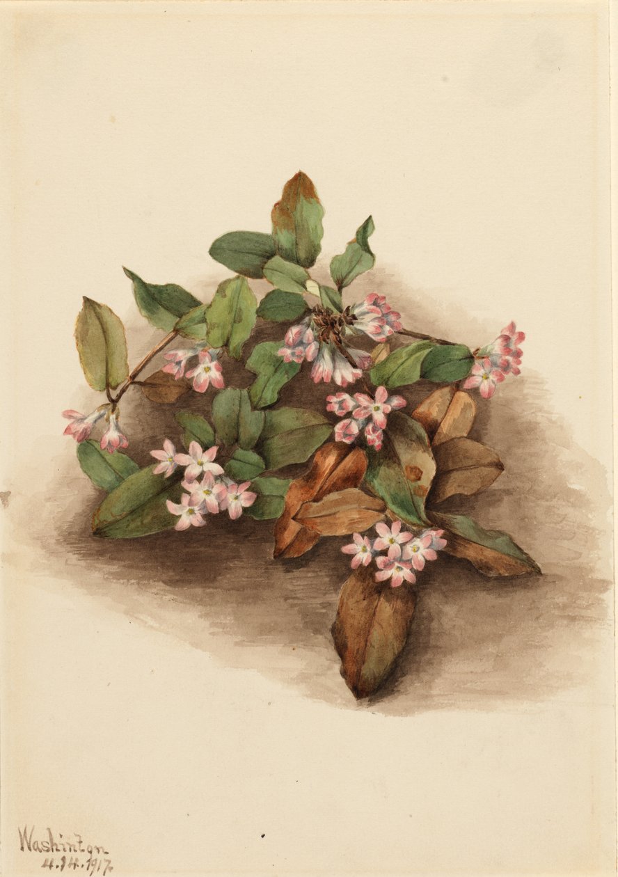 Arbutus (Epigaea repens) de Mary Vaux Walcott