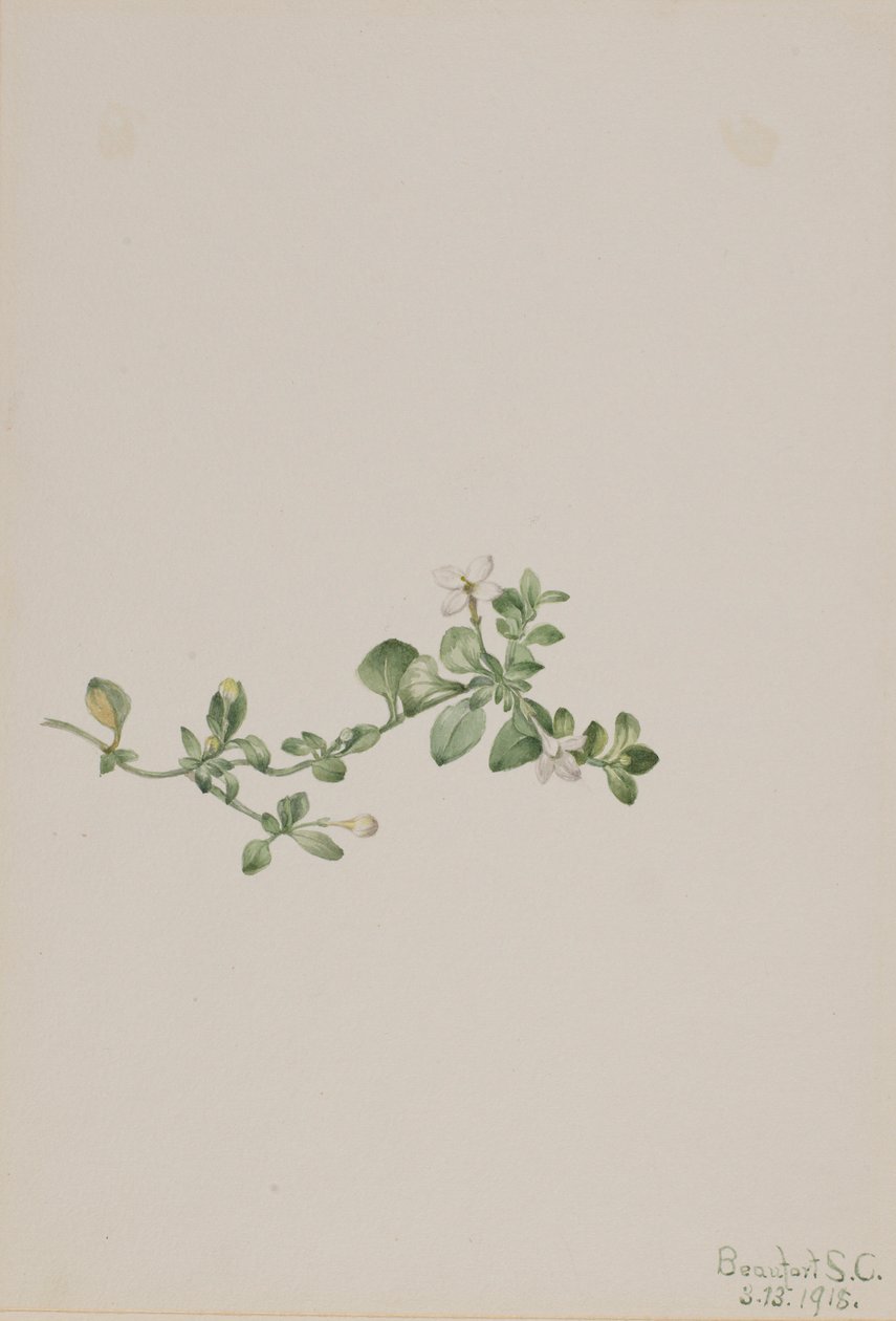 Houstonia (Houstonia procumbens) de Mary Vaux Walcott