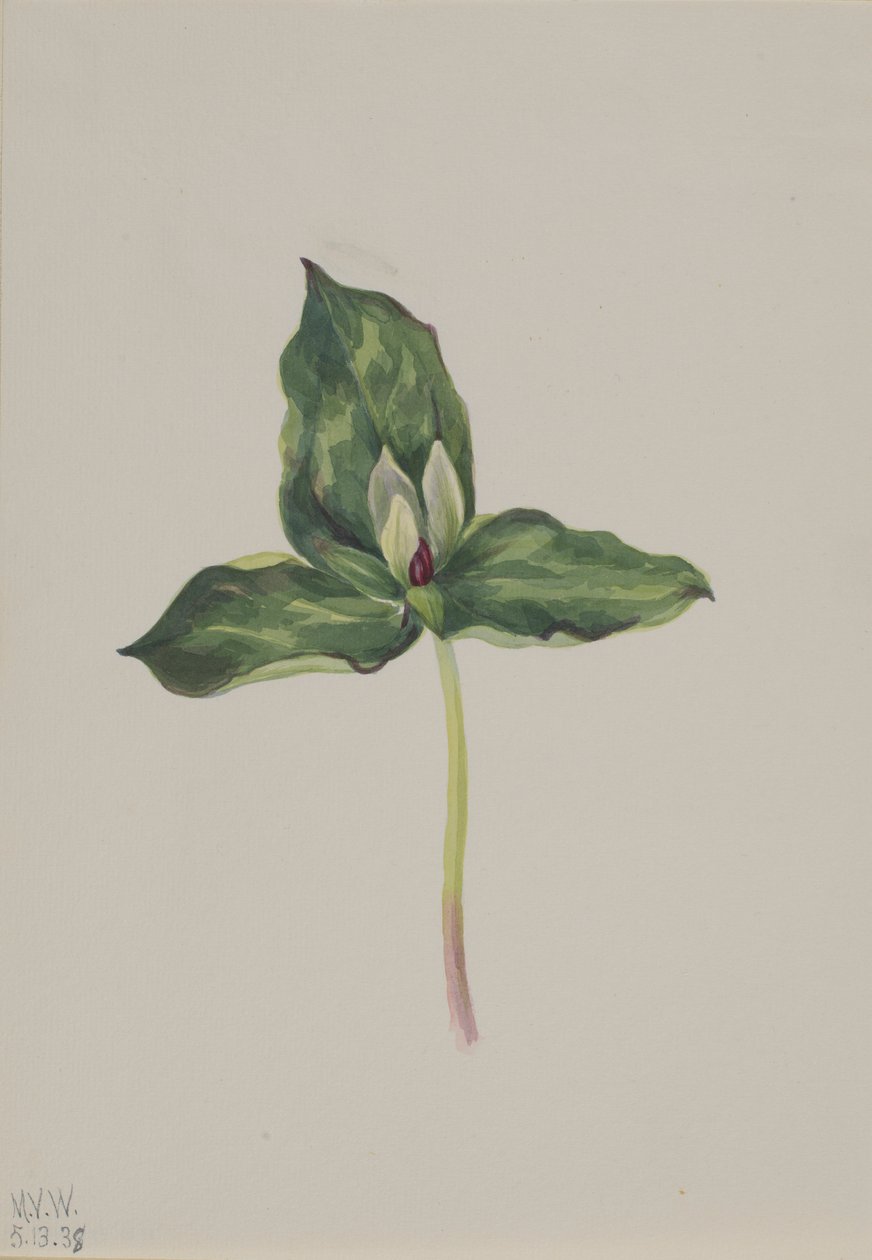 Trillium discolor de Mary Vaux Walcott