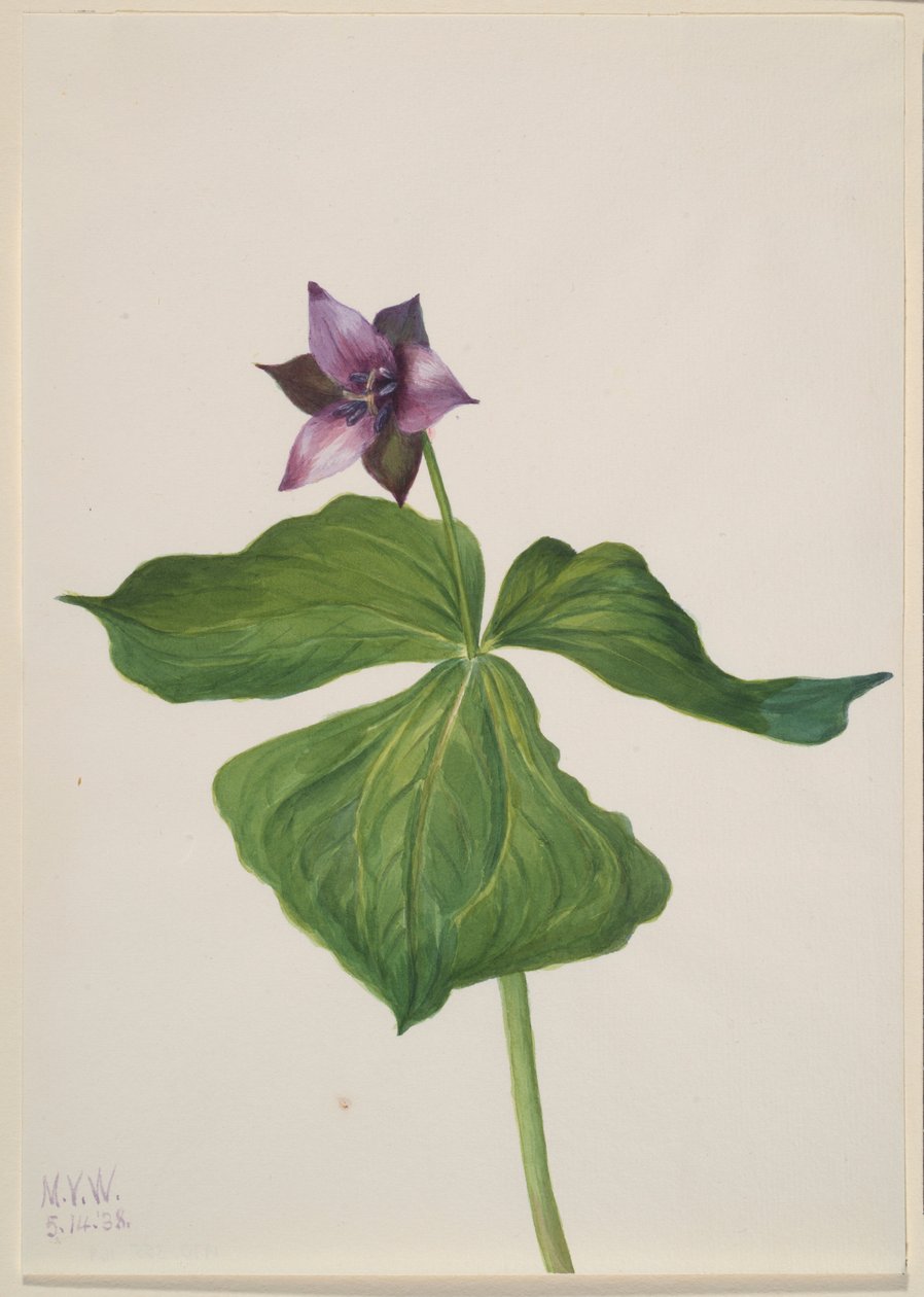 Trillium erectum de Mary Vaux Walcott