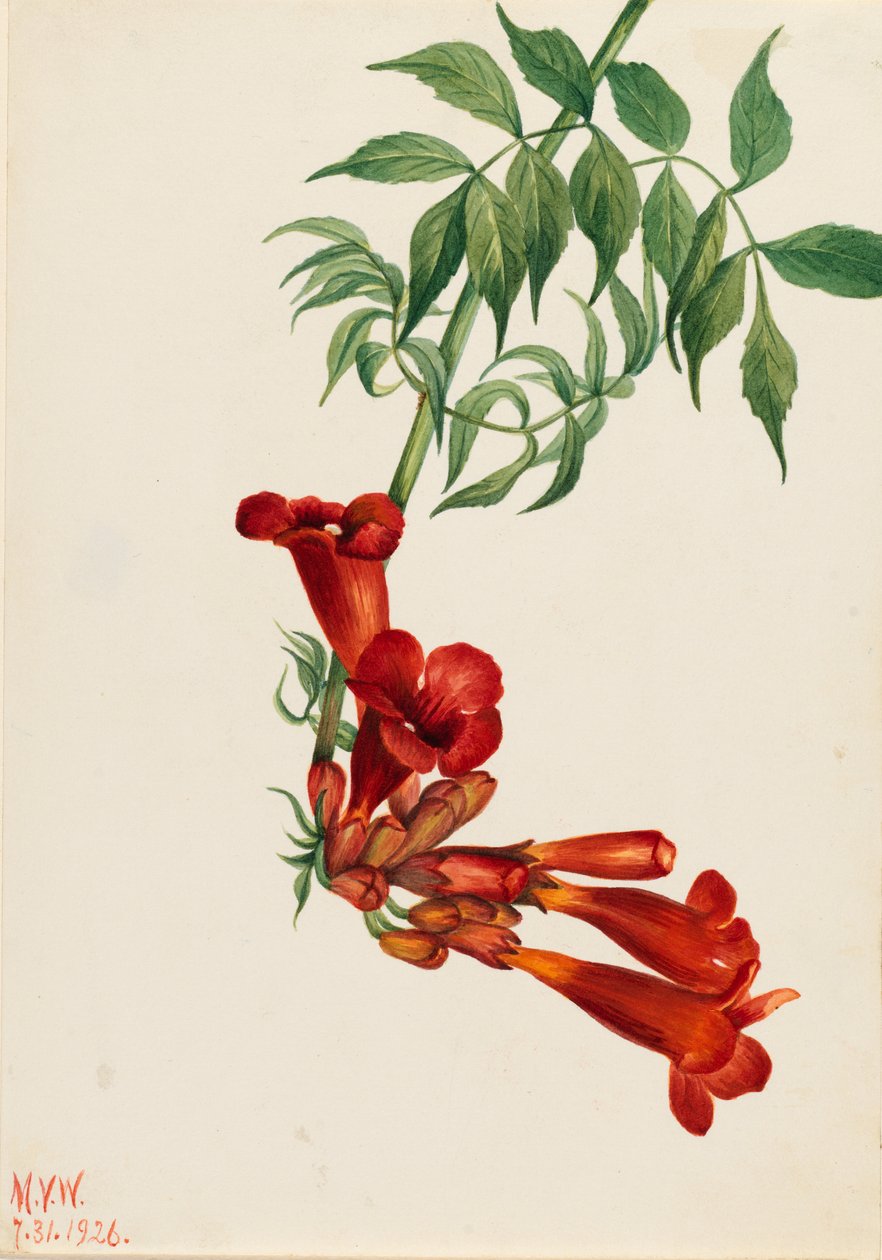 Bignonia radicans (Bignonia radicans) de Mary Vaux Walcott
