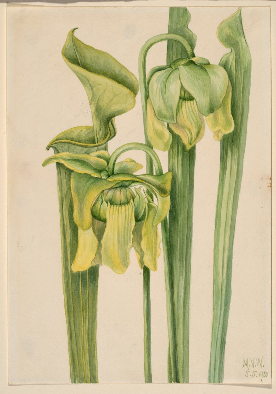 Folha de trombeta (Sarracenia flava) de Mary Vaux Walcott