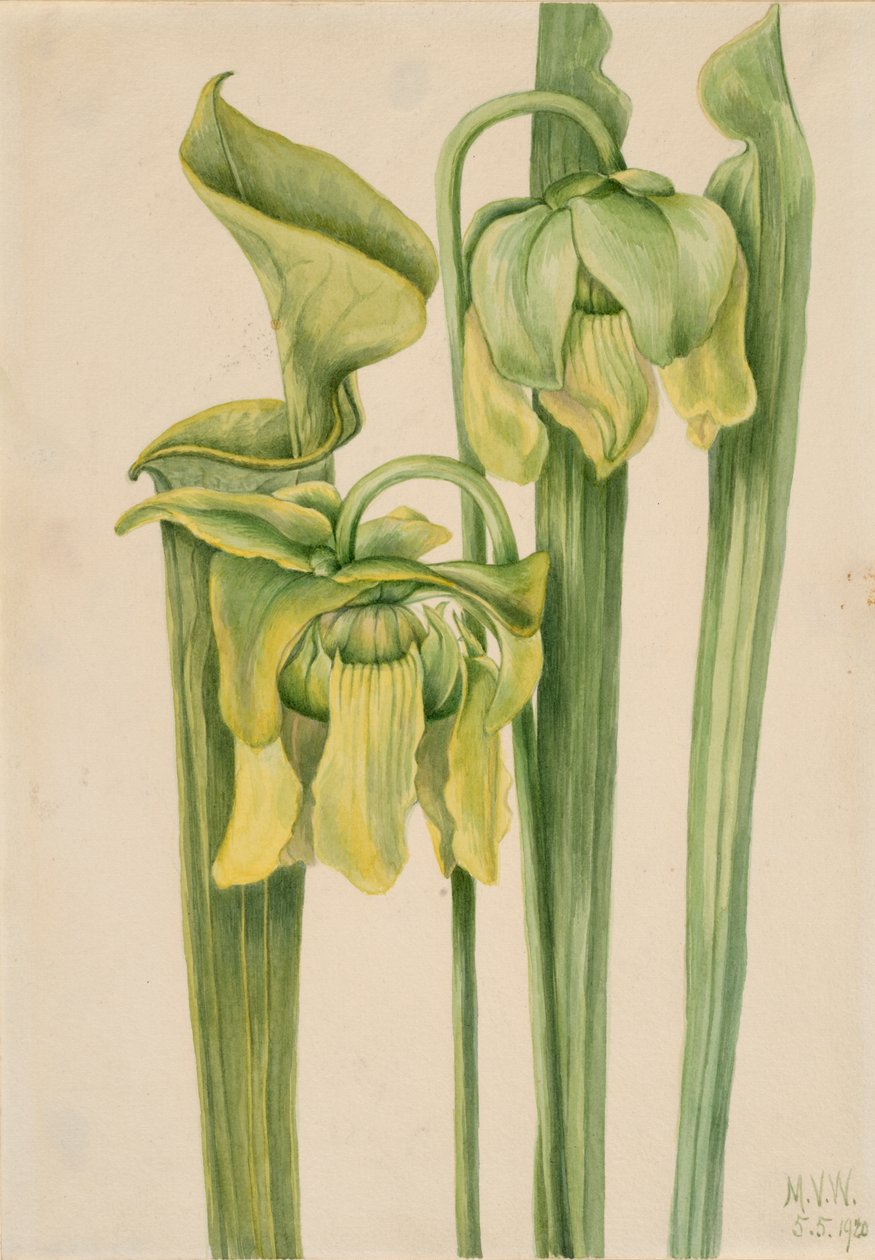 Trompeta Sarracenia flava, 1920. de Mary Vaux Walcott