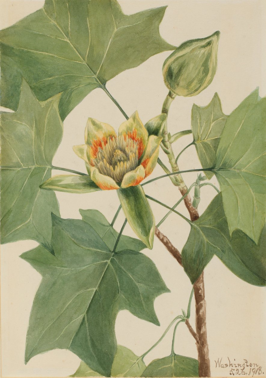 Tulipeira (Liriodendron tulipifera) de Mary Vaux Walcott