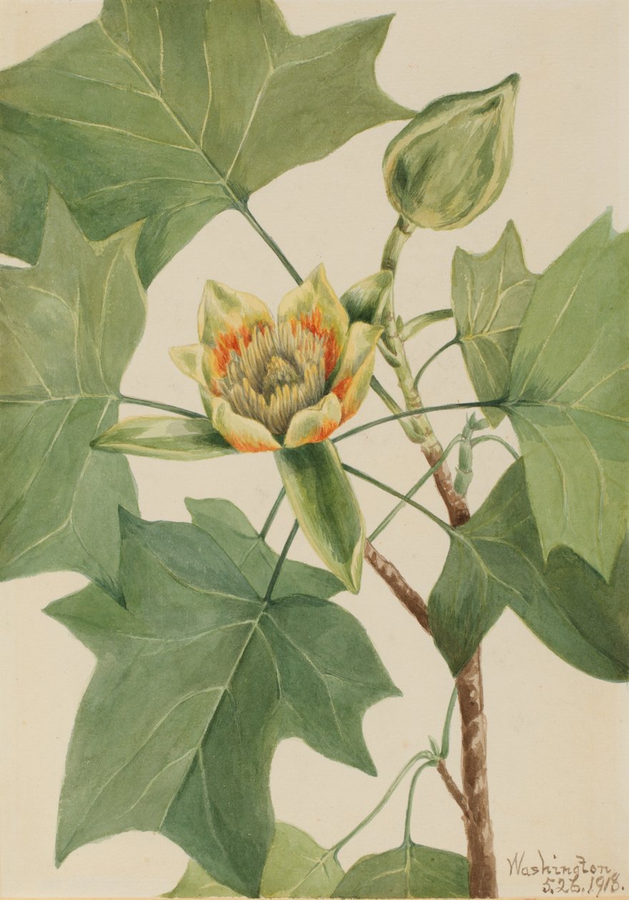 Tuliptree Liriodendron tulipifera, 1918. de Mary Vaux Walcott